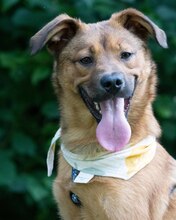 ZIVO, Hund, Mischlingshund in Kroatien - Bild 7