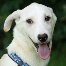 YUKON, Hund, Mischlingshund in Kroatien - Bild 1
