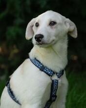 YUKON, Hund, Mischlingshund in Kroatien - Bild 2