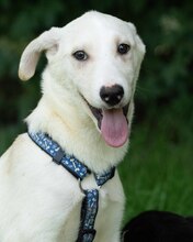 YUKON, Hund, Mischlingshund in Kroatien - Bild 3