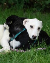 YUKON, Hund, Mischlingshund in Kroatien - Bild 4
