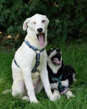 YUKON, Hund, Mischlingshund in Kroatien - Bild 5