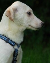 YUKON, Hund, Mischlingshund in Kroatien - Bild 6