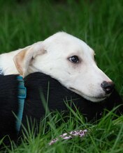 YUKON, Hund, Mischlingshund in Kroatien - Bild 7