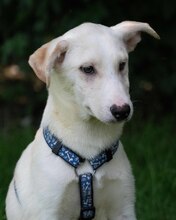 YUKON, Hund, Mischlingshund in Kroatien - Bild 8