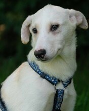 YUKON, Hund, Mischlingshund in Kroatien - Bild 9