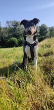MOLLY, Hund, Mischlingshund in Ravensburg - Bild 1