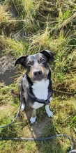 MOLLY, Hund, Mischlingshund in Ravensburg - Bild 2