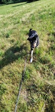 MOLLY, Hund, Mischlingshund in Ravensburg - Bild 3