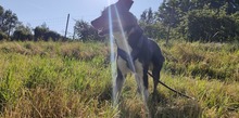 MOLLY, Hund, Mischlingshund in Ravensburg - Bild 4