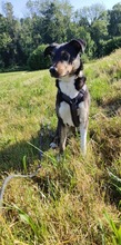 MOLLY, Hund, Mischlingshund in Ravensburg - Bild 5