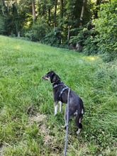 MOLLY, Hund, Mischlingshund in Ravensburg - Bild 6