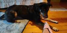 MOLLY, Hund, Mischlingshund in Ravensburg - Bild 7