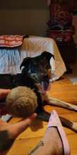 MOLLY, Hund, Mischlingshund in Ravensburg - Bild 8