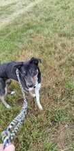 MOLLY, Hund, Mischlingshund in Ravensburg - Bild 9