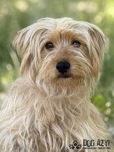 PULCA, Hund, Mischlingshund in Slowakische Republik - Bild 1