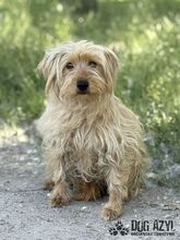 PULCA, Hund, Mischlingshund in Slowakische Republik - Bild 2