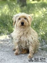 PULCA, Hund, Mischlingshund in Slowakische Republik - Bild 3