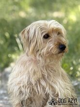 PULCA, Hund, Mischlingshund in Slowakische Republik - Bild 4