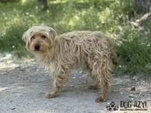 PULCA, Hund, Mischlingshund in Slowakische Republik - Bild 5