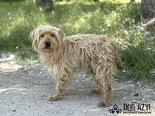 PULCA, Hund, Mischlingshund in Slowakische Republik - Bild 7