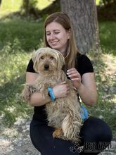 PULCA, Hund, Mischlingshund in Slowakische Republik - Bild 8