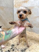 VALYA, Hund, Mischlingshund in Slowakische Republik - Bild 1