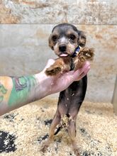TWAIN, Hund, Mischlingshund in Slowakische Republik - Bild 1