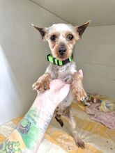BADU, Hund, Mischlingshund in Slowakische Republik - Bild 1