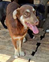 EMMI, Hund, Mischlingshund in Rumänien - Bild 1