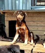 EMMI, Hund, Mischlingshund in Rumänien - Bild 2