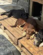 EMMI, Hund, Mischlingshund in Rumänien - Bild 4