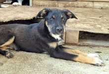 BRUNELLA, Hund, Mischlingshund in Rumänien - Bild 2