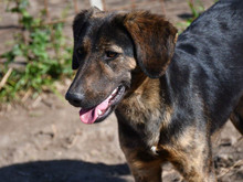 SISSI, Hund, Mischlingshund in Rommersheim - Bild 1