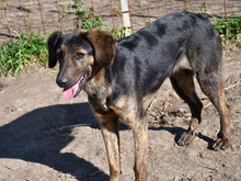SISSI, Hund, Mischlingshund in Rommersheim - Bild 2