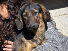SISSI, Hund, Mischlingshund in Rommersheim - Bild 3
