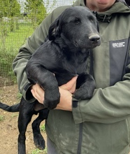 MOMO, Hund, Mischlingshund in Ungarn - Bild 2