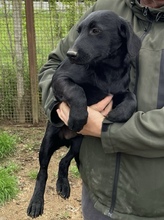 MOMO, Hund, Mischlingshund in Ungarn - Bild 3