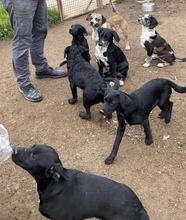 MOMO, Hund, Mischlingshund in Ungarn - Bild 6