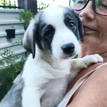 BISCUIT, Hund, Mischlingshund in Rumänien - Bild 1