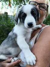 BISCUIT, Hund, Mischlingshund in Rumänien - Bild 2