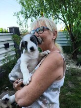 BISCUIT, Hund, Mischlingshund in Rumänien - Bild 3