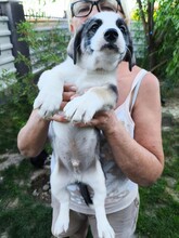 BISCUIT, Hund, Mischlingshund in Rumänien - Bild 4