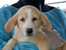 PAOLA, Hund, Mischlingshund in Gummersbach - Bild 1