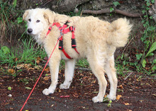 PIAVE, Hund, Mischlingshund in Lindlar - Bild 2