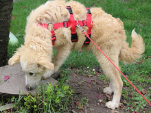 PIAVE, Hund, Mischlingshund in Lindlar - Bild 3