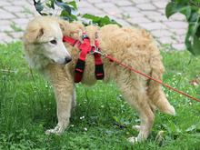 PIAVE, Hund, Mischlingshund in Lindlar - Bild 4
