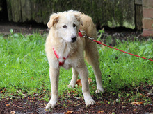 PIAVE, Hund, Mischlingshund in Lindlar - Bild 5