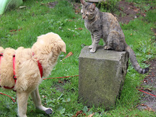 PIAVE, Hund, Mischlingshund in Lindlar - Bild 6