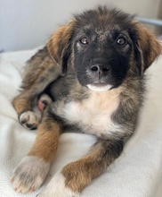 MOGLITO, Hund, Mischlingshund in Griechenland - Bild 1